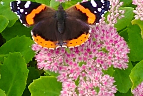 When hurricane Larry made landfall on the west side of the Avalon on Sept. 11, many things were blown around.  Once the storm cleared, Don Simms found this lovely butterfly resting on a sedum in his yard in Mount Pearl, N.L. I wasn't sure what kind of butterfly it was, so I looked it up.  Here's what I found.  This beauty is a Vanessa Atalanta or red admiral: a medium-sized butterfly with black wings, reddish bands, and white spots.