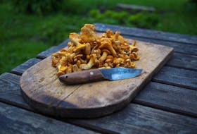 Wild chanterelle mushrooms are praised by local gourmands for their distinctively fruity taste.