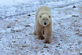 In this file photo, a young male polar bear waits for the sea ice to return in the Churchill Wildlife Management Area, in Manitoba on Oct. 27, 2020. 