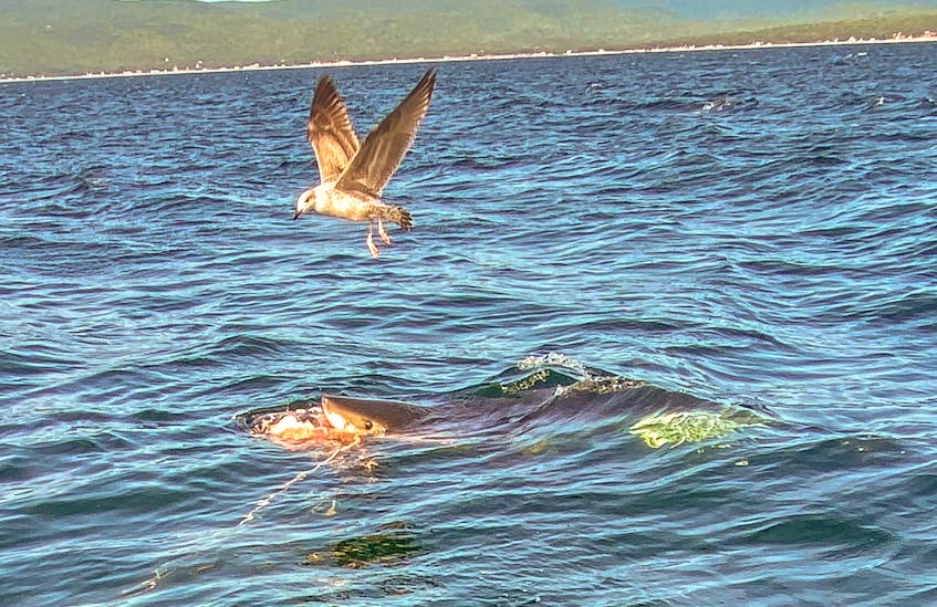 A shark is spotted feeding on a seal in the waters off Ingonish Beach on Aug. 24, by a whale watching tour of Keltic Express Zodiac Adventures in Ingonish. Photo by Falyn Chiasson