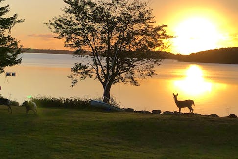 Judy Doyle sent this photo of deer visiting her property on Cape Breton’s Mira River on Monday morning. She said deer are frequent visitors to the area and yesterday she counted as many as seven walking along the river near her home. The deer silhouetted against the morning sun are a beautiful sight.