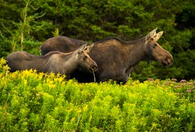 Cape Breton nature photographer Kris Tynski is well-known for his ability to capture wildlife in their natural state, like these moose he photographed a few years ago. CONTRIBUTED