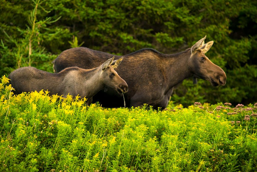 Cape Breton nature photographer Kris Tynski is well-known for his ability to capture wildlife in their natural state, like these moose he photographed a few years ago. CONTRIBUTED