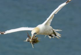 The gannet colony at the Cape St. Mary’s Ecological Reserve was hit hard by Hurricane Larry and hundreds of birds were either found dead, injured, or stranded in its wake.