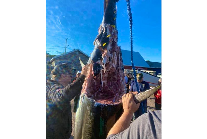 On Sept. 13, a great white shark took a bite out of this tuna that was caught off North Rustico, P.E.I. It was the second shark-tuna incident in less than a week.