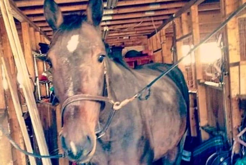 Deuce, a horse Sara Woodman of New Harbour is accused of starving to the point it had to be euthanized, is shown in a photo taken from Facebook. Woodman previously pleaded guilty to animal-cruelty charges, but has been granted permission to withdraw her plea and go to trial instead.