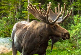 The 2021 moose population reduction program in Newfoundland and Labrador will see three hunting zones open in the Gros Morne National Park throughout the fall lasting until Jan, 22, 2022.