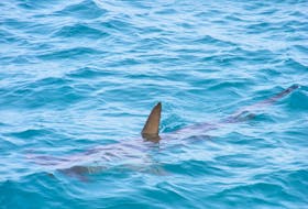 Shark dorsal fins are a distinctive triangle that protrudes upwards much straighter than those of other marine animals. Photo by Owen Harding on Unsplash