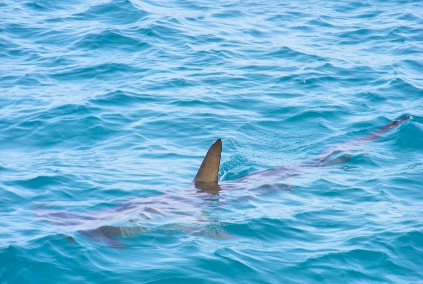 Shark dorsal fins are a distinctive triangle that protrudes upwards much straighter than those of other marine animals. Photo by Owen Harding on Unsplash