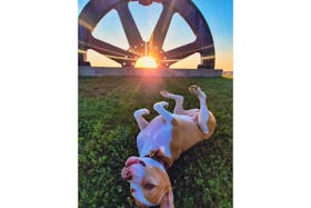Meet Nellie. She hangs out with Kevin Leblanc. They were at Open Hearth Park in Sydney when Kevin captured a little canine whimsy and this lovely sunset. Nellie is quite a ham; she even has her own Instagram account. You can follow her at whoa_Nellie9.