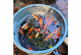 Rosie MacFarlane, freshwater fisheries biologist for the province, says goldfish recovered from Winter River were quite large and were likely in a someone's backyard pond before showing up in the watershed.