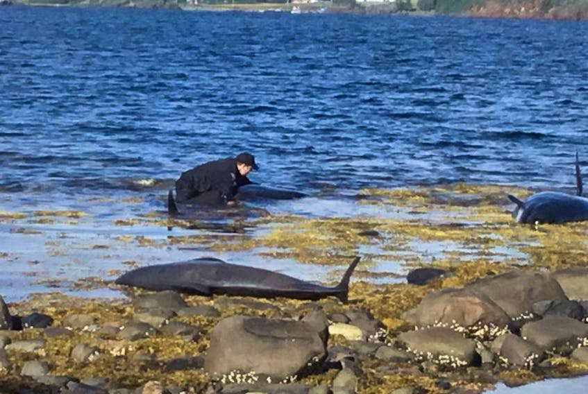 Newfoundland and Labrador resource enforcement officer Ryan Collier is getting praise this week after his quick actions helped save seven pothead whales that were beached near the Town of Embree in Notre Dame Bay. 