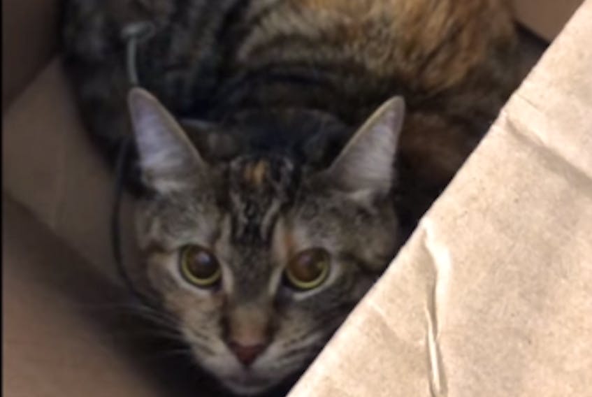 Cat with cord around neck left in sealed box outside Toronto shelter |  SaltWire