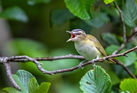 Large expanses of deciduous forest, particularly deciduous trees with large leaves (such as maples), typify Red-eyed Vireo habitat during the breeding season. On migration, look for them in nearly any type of forest, woodland, or woodlot. Ervin Olsen Photo