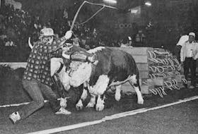 Steven Russell, of Kings County, urged his 2,674-pound team to a second-place finish at the 1986 Heritage Memorial ox pull at the Hants County Exhibition.