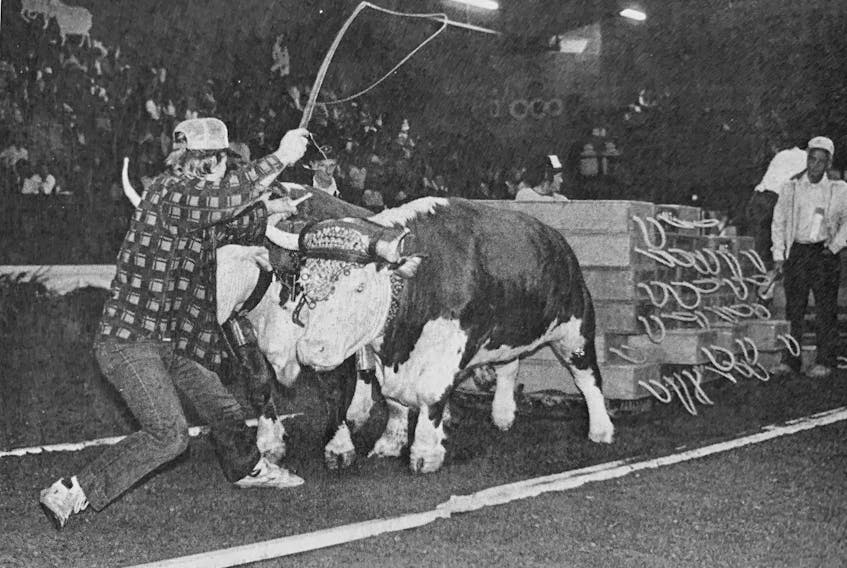 Steven Russell, of Kings County, urged his 2,674-pound team to a second-place finish at the 1986 Heritage Memorial ox pull at the Hants County Exhibition.