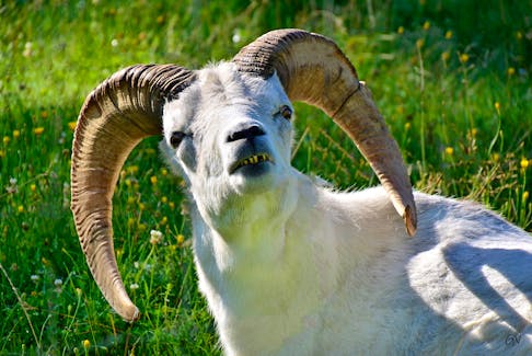 Gerry Vrbensky came across this toothy grin at the Wildlife Park in Shubenacadie, N.S. Bighorn sheep are native to North America and are named for their large horns.  Did you know that a pair of horns could weigh as much as 14 kg?