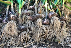 If you want homegrown garlic, September is a great time to prep the garden and pick up garlic for planting from a local nursery or farmer. - Niki Jabbour