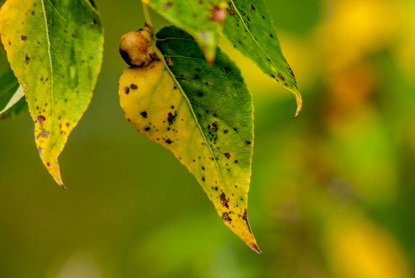Leaves losing their colour early and developing black spots may be suffering a fungal disease.