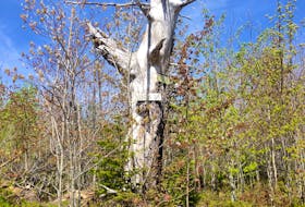 The scorched, leafless Inspiration tree is one of the milestones hikers can use to measure their progress when hiking to Roxbury, an abandoned logging village in Annapolis County.