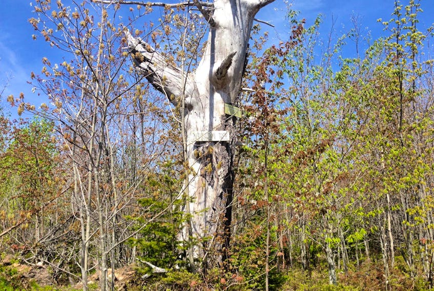 The scorched, leafless Inspiration tree is one of the milestones hikers can use to measure their progress when hiking to Roxbury, an abandoned logging village in Annapolis County.