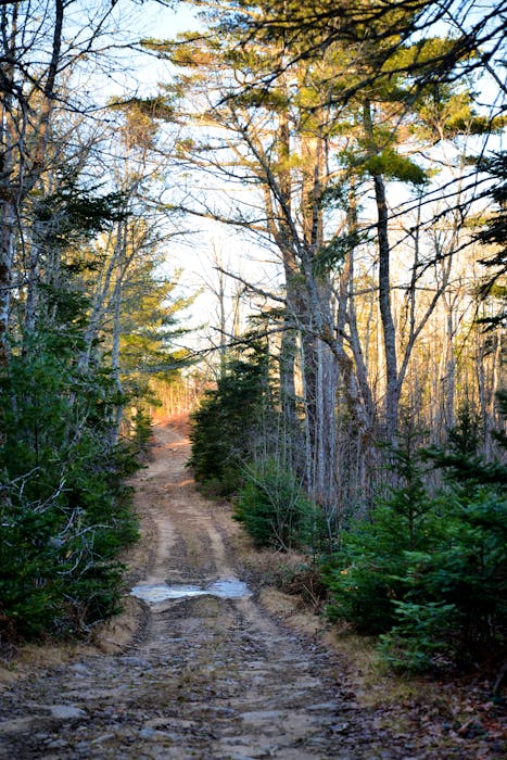 The dirt trail that leads to the Roxbury settlement deep in the woods. - Contributed