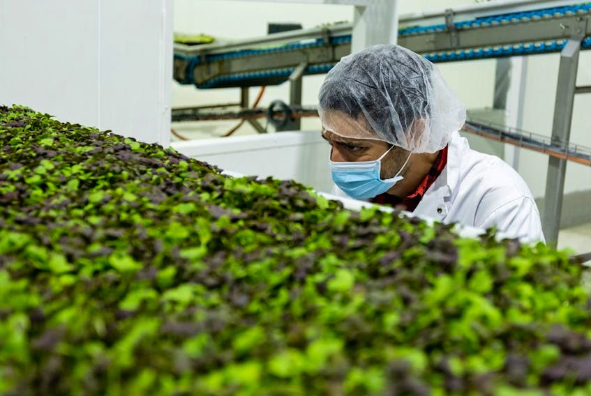  An agronomist works at a vertical farm in Ontario.