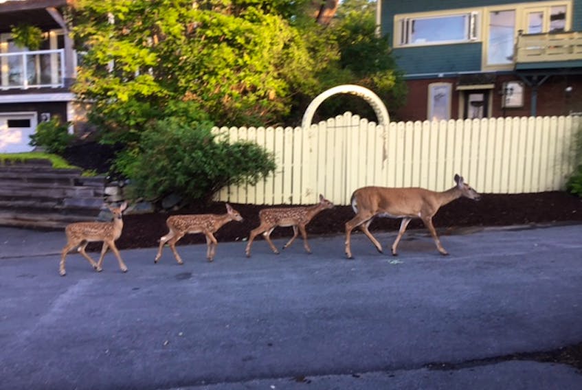 Deborah Smith sent this photo of a few visitors in her Bedford, N.S. neighbourhood early one August morning. She said the mom arrived via a neighbour’s backyard and was followed by each of the three offspring. The group visited the waterfront and ambled down to Shore Drive. “What a sight! Absolutely one of my favourite summer memories!” What a sight indeed. Thank you, Deborah, for this wonderful photo.
