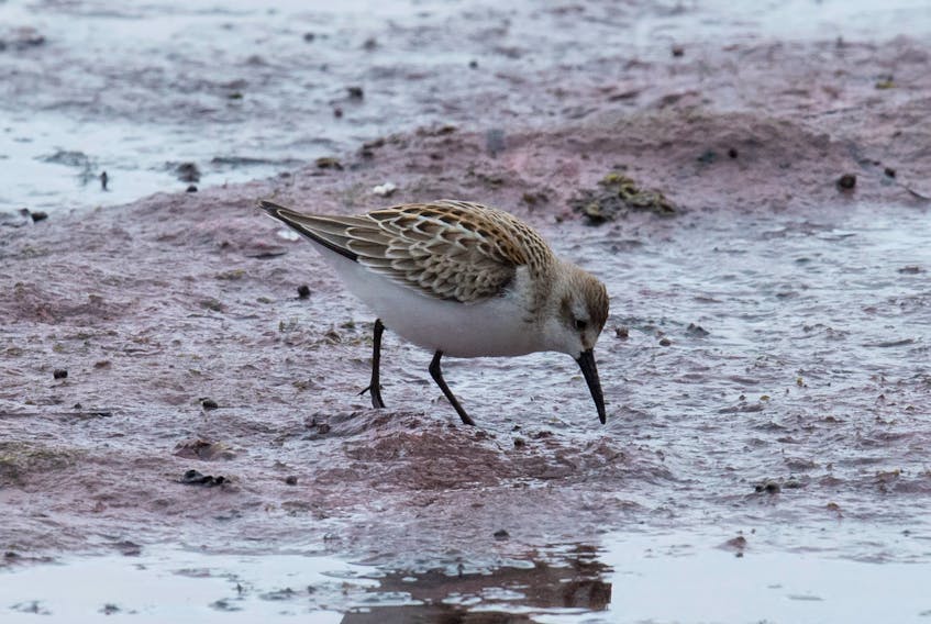 The orange feathering in the back and the long bill slightly curved near the tip are the patented field marks of the rare western sandpiper.