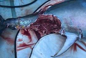 A large chunk was missing from the tail end of Alden and Wayne Gaudet's tuna, which they say was attacked by a great white shark when they were returning from fishing near Tignish on Sept. 8.
