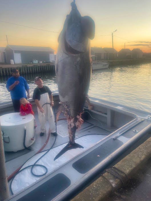 Wayne Gaudet (in white) looked in shock at the tuna he caught near Tignish Sept. 8. Gaudet and his son, Alden, were towing the tuna back to the docks when it was attacked by a Great White shark. - Contributed