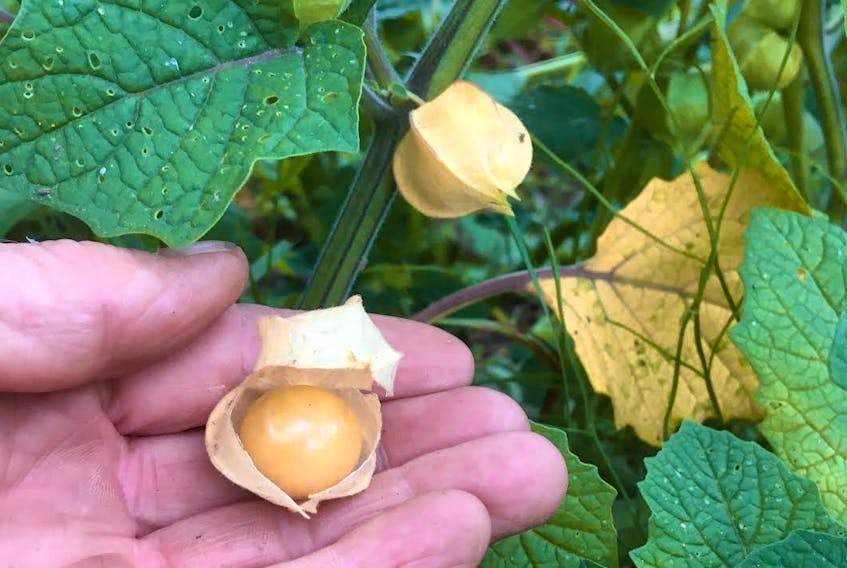 Ground cherries - this little packet of flavour picks and packages itself. CONTRIBUTED
