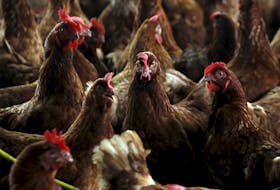 Avian flu has been surging in European countries and the U.K. in recent years, and the recent appearance of the H5N1 strain in St. John’s may be a bad omen for the rest of North America.