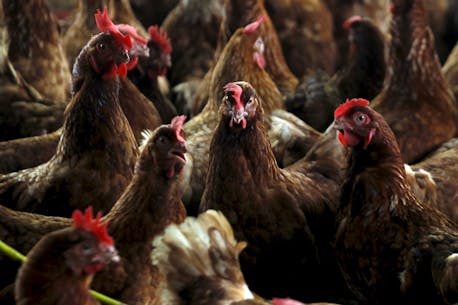 BRIAN HODDER: Is avian influenza the next COVID-like threat that will face Atlantic Canada?