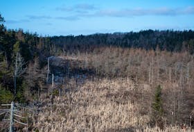This area north of the Woodside Industrial Park, photographed on Tuesday, Jan. 11, 2022, is being considered for the development of 700 residential units.
Ryan Taplin - The Chronicle Herald