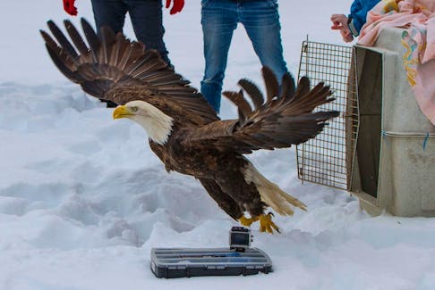A bald eagle being released after a successful rehabilitation at the Cobequid Wildlife Rehabilitation Centre in Hilden.