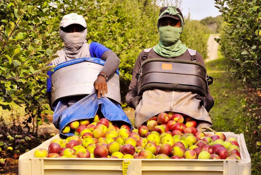  Migrant workers at an apple orchard in Ontario.