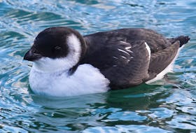 A dovekie rests comfortably in cold Atlantic waters while maintaining its natural cute as button look.