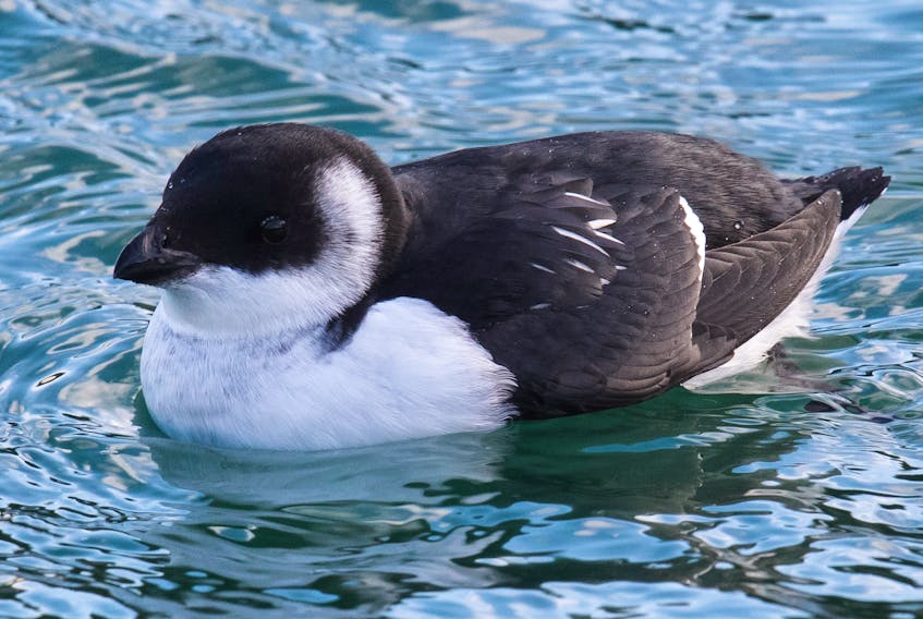 A dovekie rests comfortably in cold Atlantic waters while maintaining its natural cute as button look.