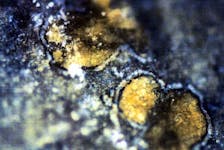  Orange-colored carbonate mineral globules are shown in a meteorite, called ALH84001, which is believed to have once been a part of Mars.