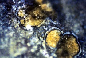  Orange-colored carbonate mineral globules are shown in a meteorite, called ALH84001, which is believed to have once been a part of Mars.