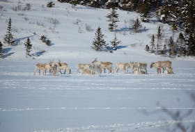 The Buchans and Grey River caribou herds migrate through central Newfoundland, through land now occupied by Marathon Gold.