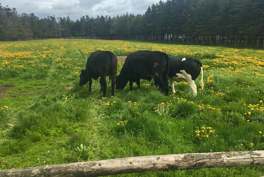 A black and white Belgian blue pasture cow accompanies a couple wagyu cows on the New World farm. CONTRIBUTED