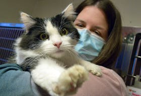 Adoptee cat Willow reaches a paw for the camera as she gets cuddles from SPCA worker Sarah Kendell at the shelter on R.C.A.F. Road in St. John’s Tuesday.

Keith Gosse/The Telegram
