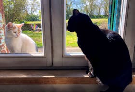 A black cat looks at a cat sitting outside the window in France in a file photo. 