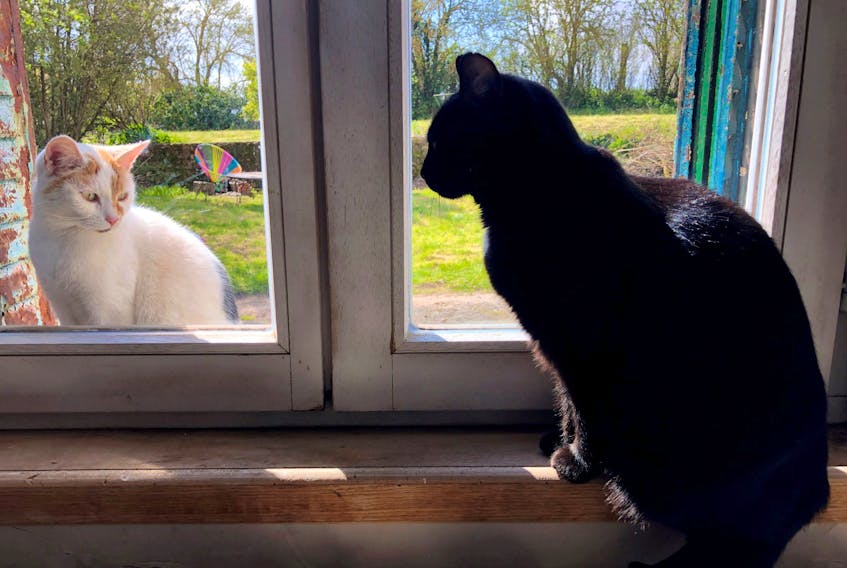 A black cat looks at a cat sitting outside the window in France in a file photo. 