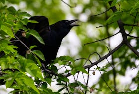 A crow is pictured in a file photo.