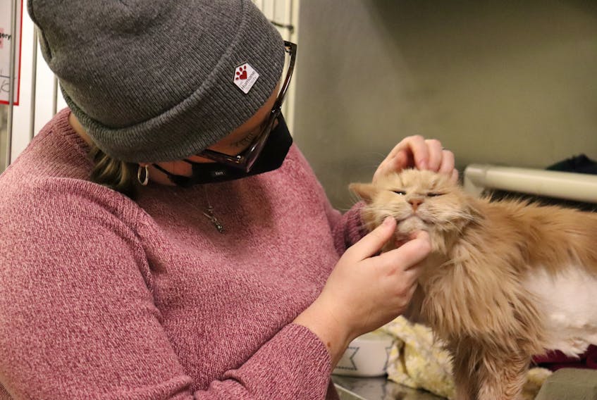 Old Man Larry, a 9-year-old cat, receives some chin scratches at the P.E.I. Humane Society from Ashley Travis, the Society's development and communications coordinator. Larry, whose fur was shaved in some places to remove mats, was recently adopted. 
