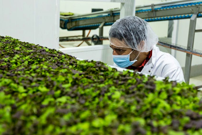  Agronomist Cesar Cappa and head grower at GoodLeaf Farms in Guelph, Ont., inspects micro greens.
