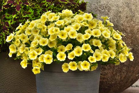 This year's gold medal AAS winner is a petunia called Bee Knees .